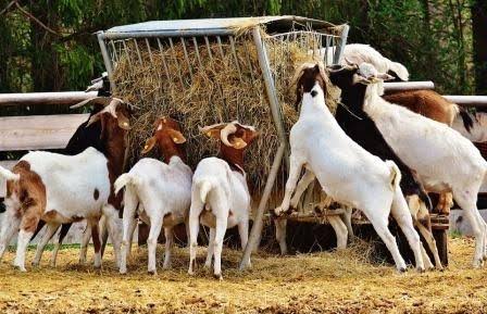पोथार्दीमा व्यवसायिक बाख्रापालन