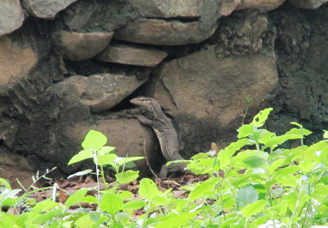 वन गोहरा