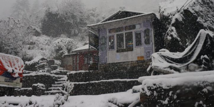 मनाङमा हिमपातले मर्न थाले चौँरी