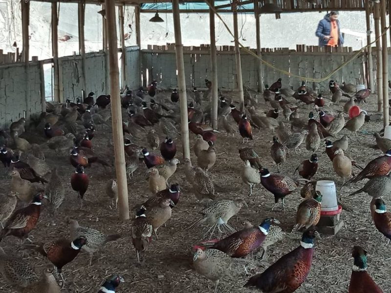 दक्षिणकालीमा कालिज किन्नेको घुँइचो