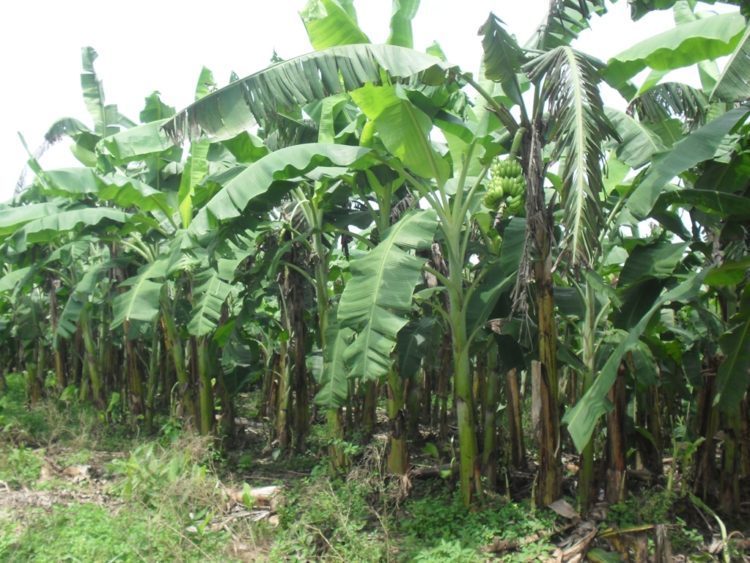 दिपावलीमा केराको थाम बेचेर आम्दानी