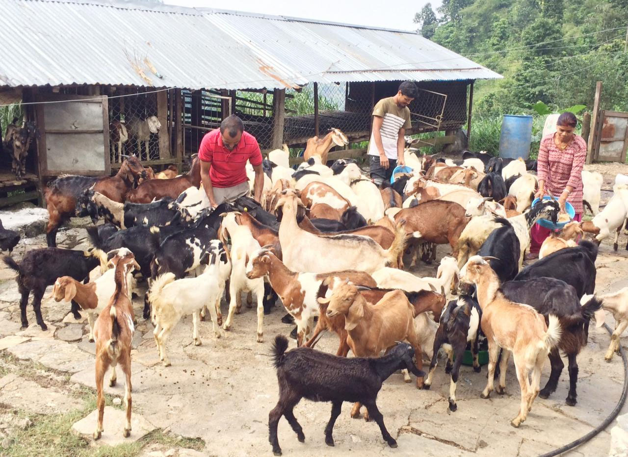 खसीबोका बजार मुल्यभन्दा सस्तोमा