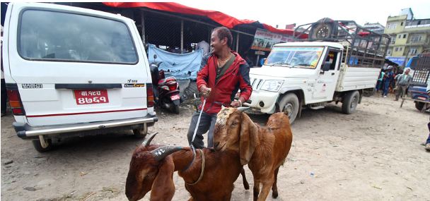 दसैँमा ८१ करोडको खसीबोका, सरकारले तीन हजार बेच्ने