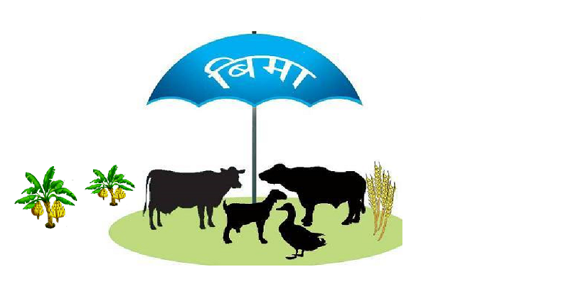 कृषि तथा पशुपंक्षी बीमा अनुदान भुक्तानी हुँदै