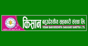 किनेर खानेलाई बेच्न सिकायाे किसान सहकारीले