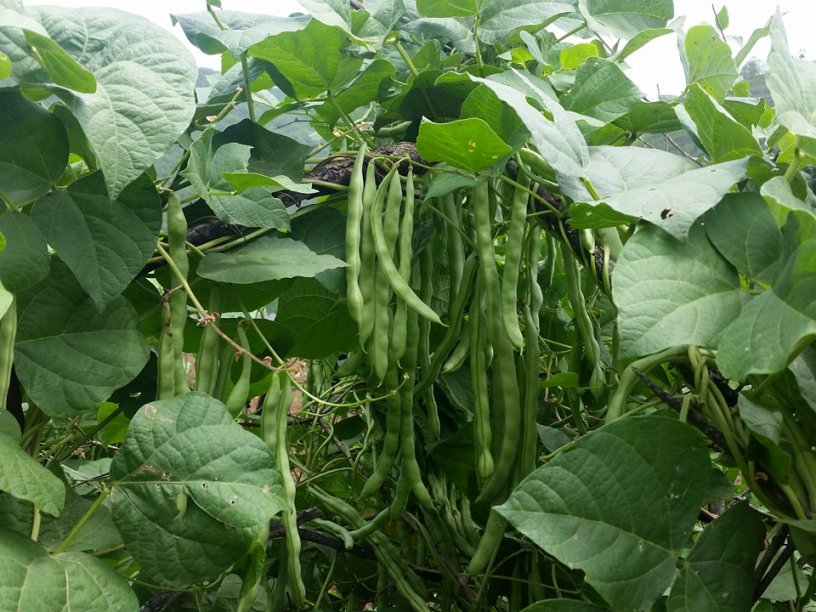 उन्नत बीउबिजन कार्यक्रमबाट आत्मनिर्भर बन्दै किसान
