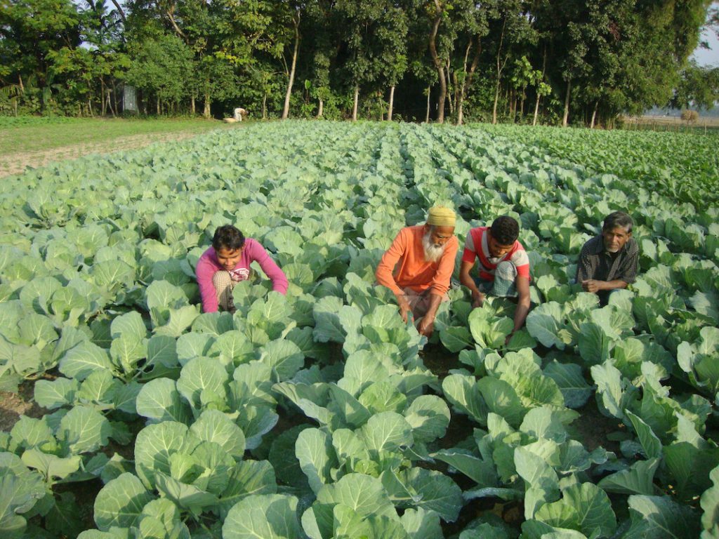 कृषि क्षेत्रको जागिरे अनुभव गाउँमै सदुपयोग