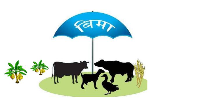 सरकारको कृषि बीमा:  किसानलाई थाहै छैन !