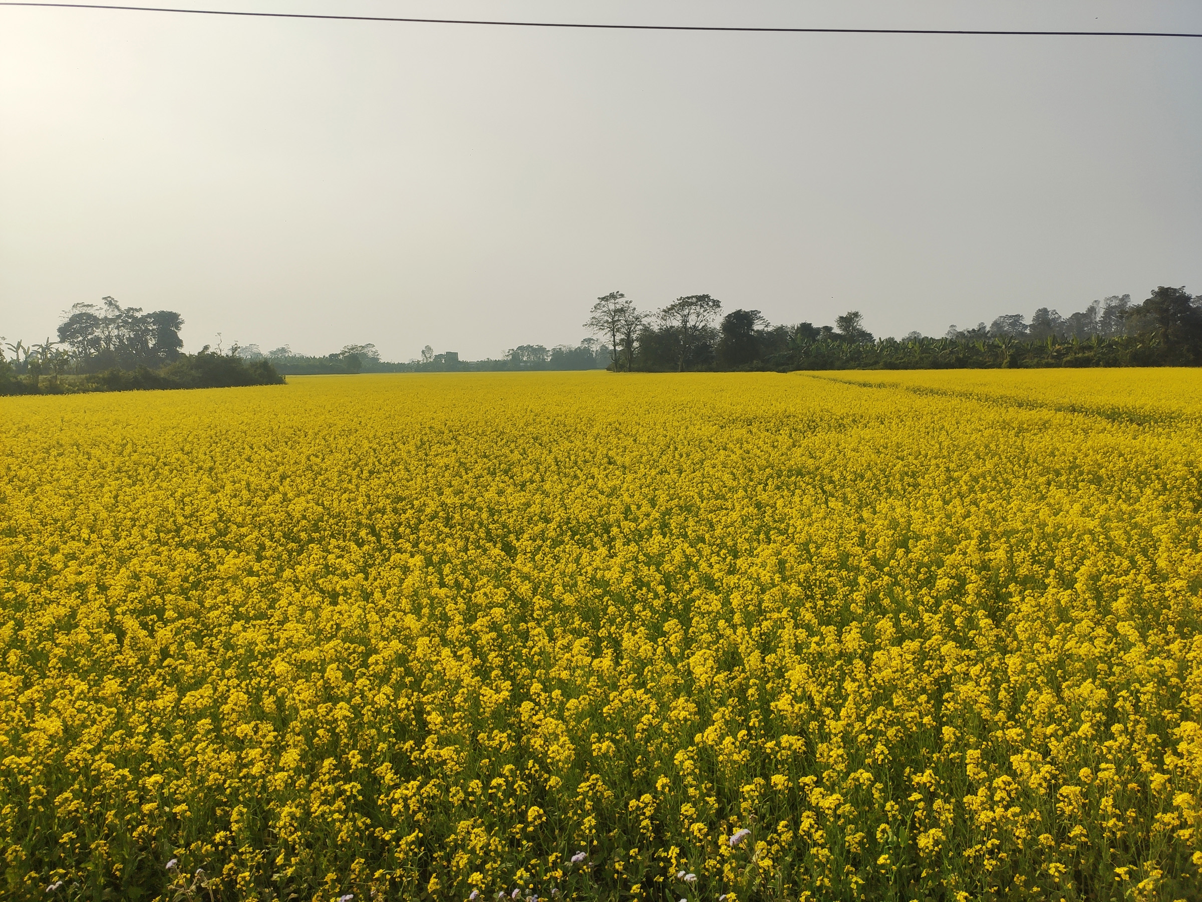 ढकमक्क फुलेको तोरी