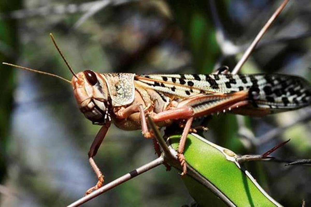 मकै र धानबालीमा सलहको झुण्ड