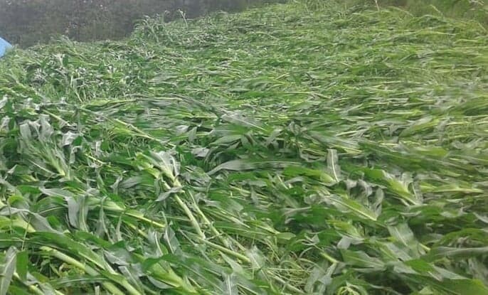 हावाहुरीबाट मकैका बोट सोत्तर