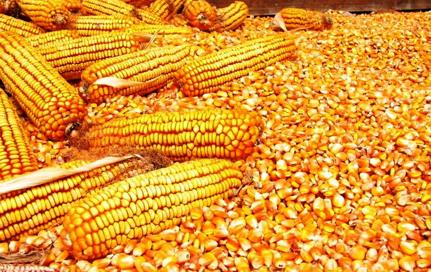 परीक्षणका आधारमा मकैका पाँच जात सिफारिश गर्ने तयारी