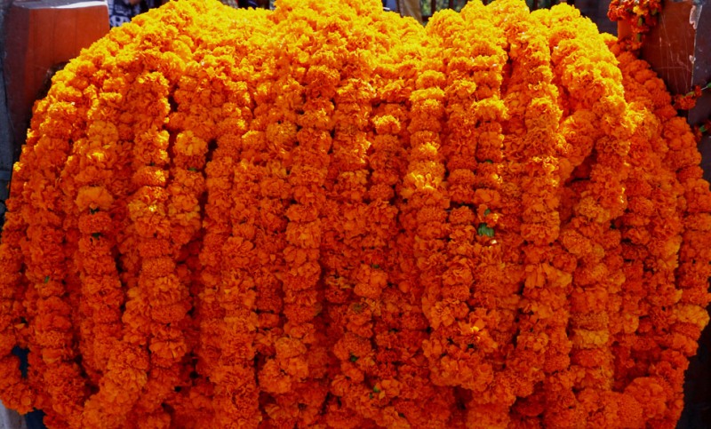 तिहारका लागि ५० हजार सयपत्री फूलको माला आयात हुने