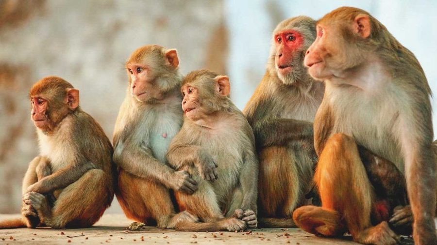 बाँदर आतंक न्यूनीकरण गर्न  बागलुङमा ‘बाँदर बगैँचा’ निर्माण गरिँदै