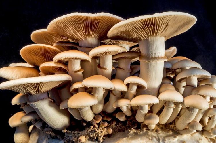 च्याउखेती बाट बार्षिक २५ लाख आम्दानी