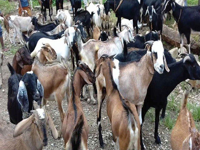 उपत्यकामा खसीबोकाको माग उच्च, मासुको मुल्य बढ्ने सम्भावना
