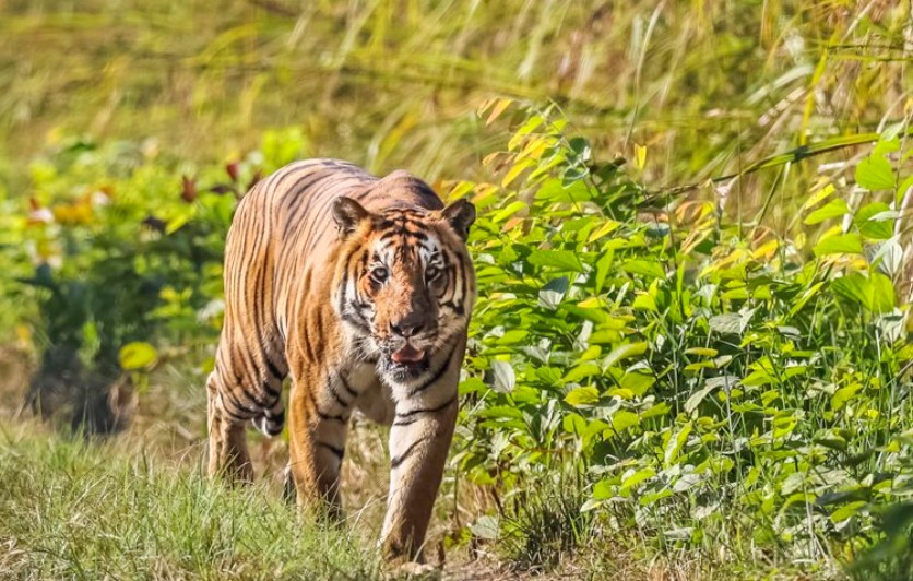 शुक्लाफाँटा निकुञ्ज बाहिर पाटेबाघ, स्थानीय त्रसित