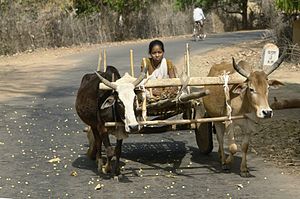 गोरु गाडामा बिरामी बोक्नुपर्ने बाध्यता अन्त्य