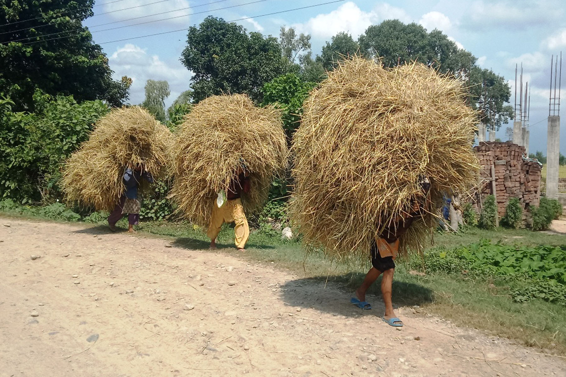 परालको भारी लिएर घरतर्फ जाँदै किसान
