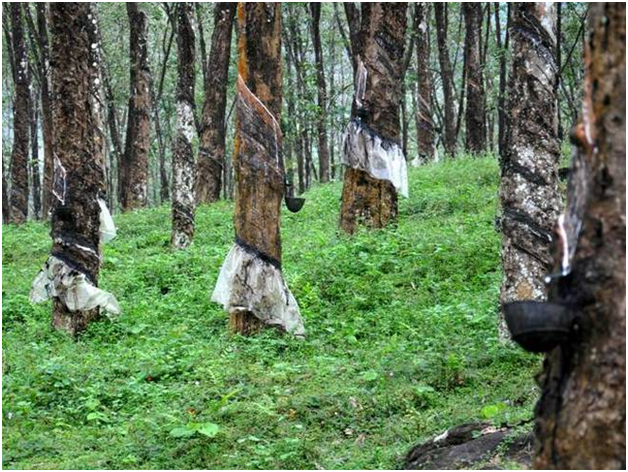 ‘रबर खेतीका पिता’ लाई झापामा सम्मान