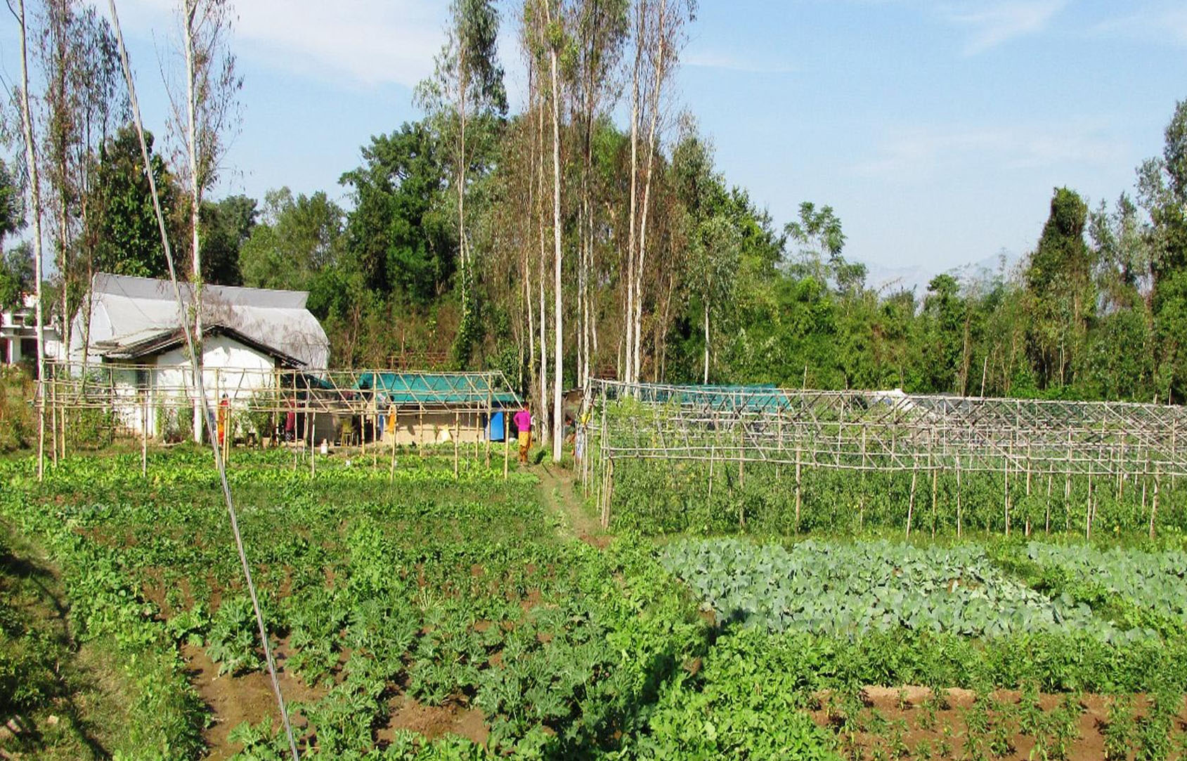 विद्यालयको जग्गा लिजमा लिएर तरकारी खेती
