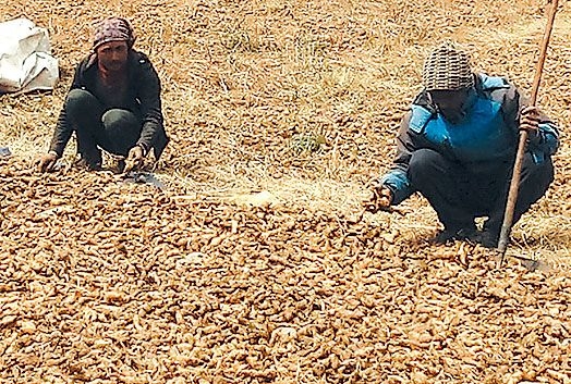 पुरानो बिक्री नहुँदै नयाँ सङ्कलन पुर्जी