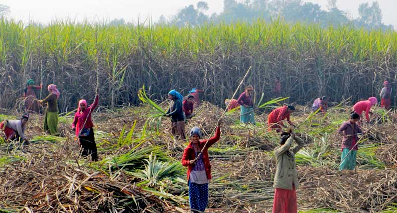 सरकारले उखुको मूल्य प्रतिक्विन्टल २५ रुपैयाँ बढाए पनि किसानहरु असन्तुष्ट