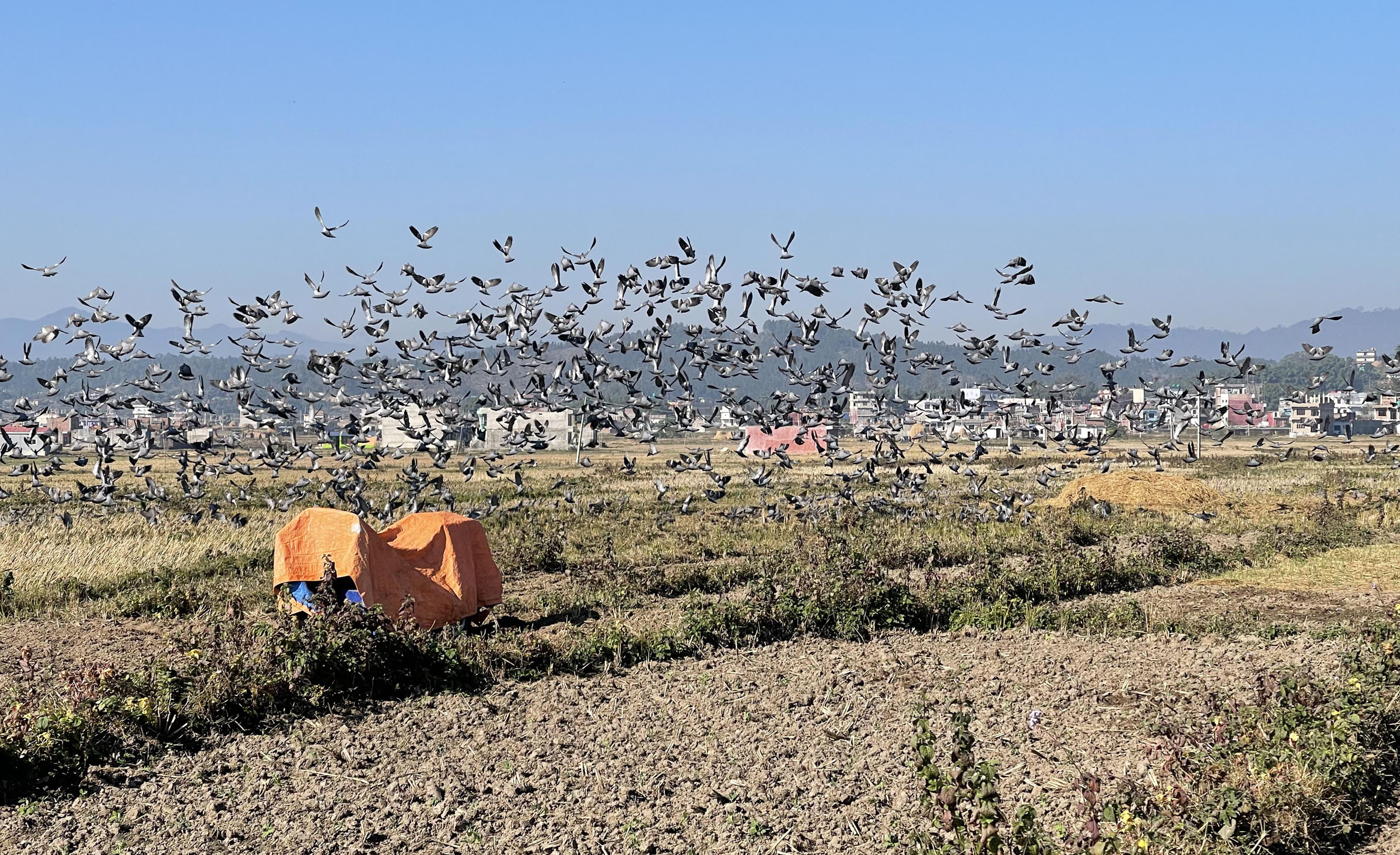 आहारा खोज्दै परेवाको बथान
