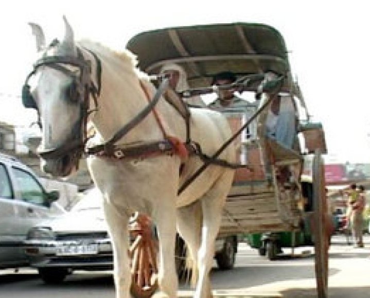 टाँगा सञ्चालन गर्न नपाउँदा व्यवसायी मर्कामा