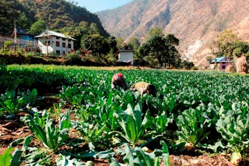 किसानलाई कहिल्यै नहुने आराम ! सधैं कामको चटारो