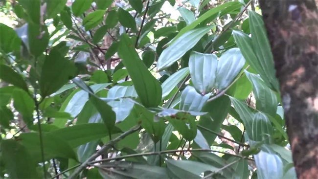 कृषकले तेजपातको मूल्य पाएनन्