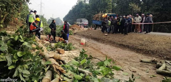 सडक किनारका रुख काटिँदै
