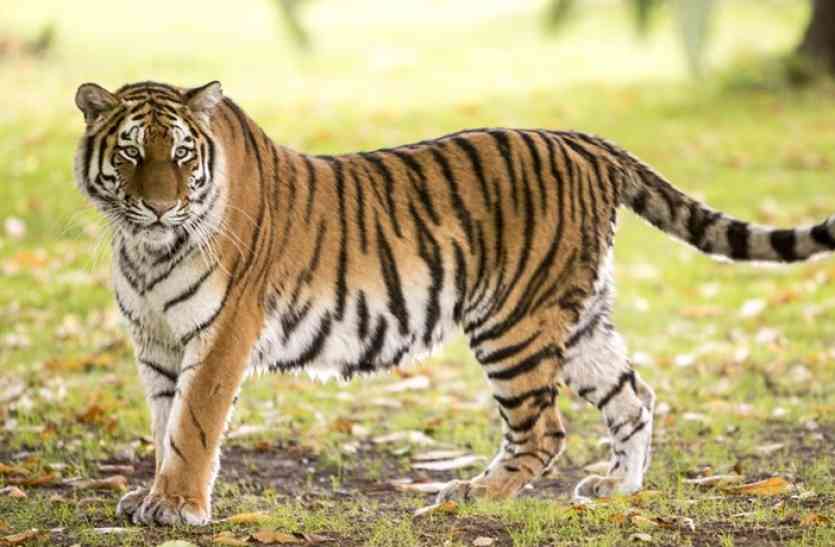 बाघ दिवस : दोब्बर सङ्ख्या पु¥याउने लक्ष्य नजिक