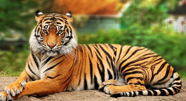 पर्सामा बाघको आक्रमणबाट एक वृद्धको मृत्यु