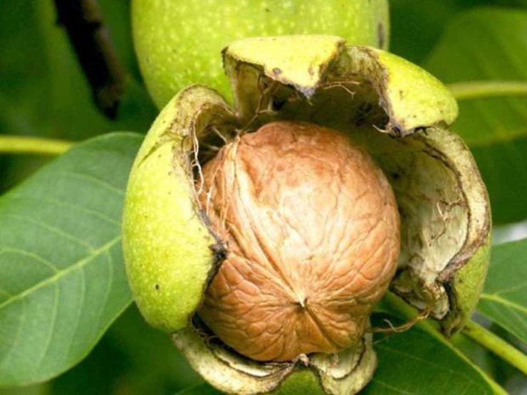 किसानलाई निःशुल्क ओखरको बिरुवा