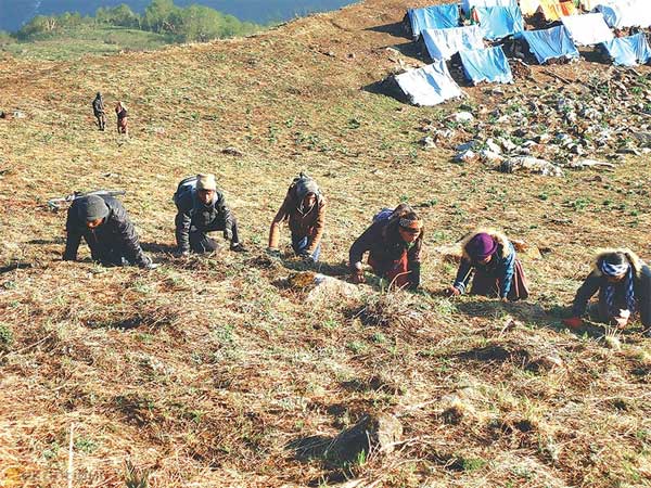 मूल्य निर्धारण नहुँदा थन्कियो यार्सागुम्बा