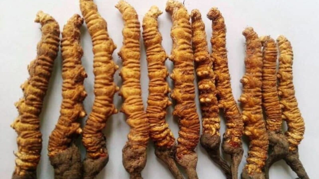 नेपालबाट २६१ केजी यार्सागुम्बा विदेश निर्यात, सबैभन्दा धेरै कहाँ ?