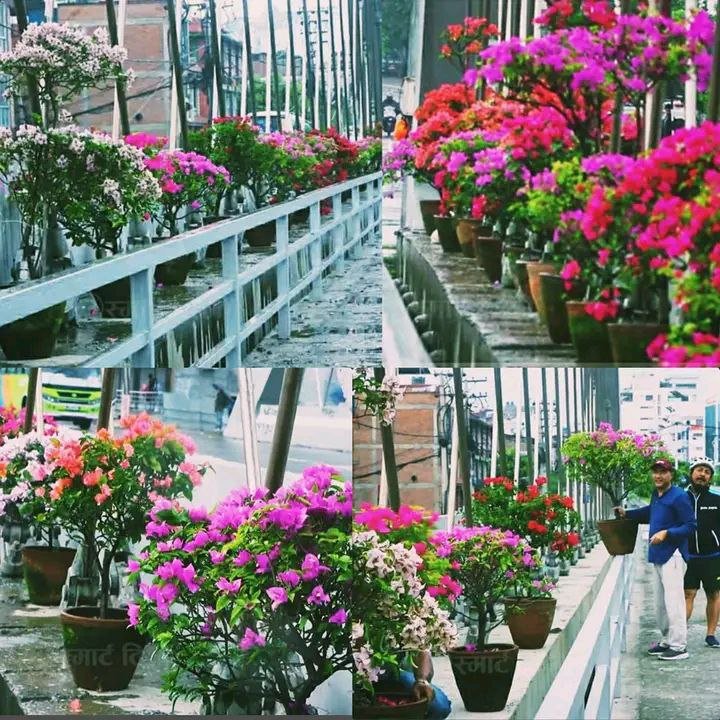 बिजुली बजारमा सजाएको फुलका बिरुवाहरु