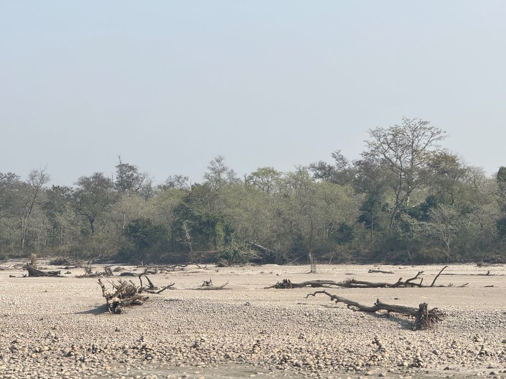 आलेखः कर्णालीमा हरेक वर्ष बग्छन् करोडौँका काठ