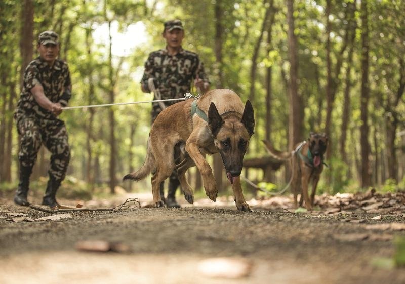 चितवन राष्ट्रिय निकुञ्जमा  सुरक्षार्थ तालिमप्राप्त कुकुर परिचालन