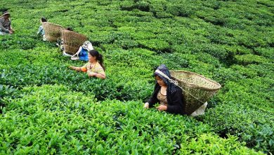 चिया निर्यातबाट बर्सेनि रु तीन करोड विदेशी मुद्रा आर्जन