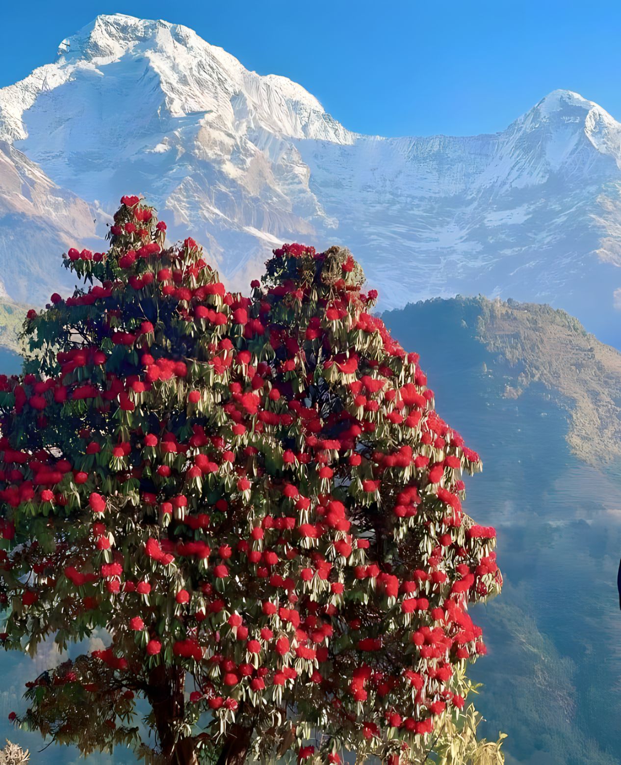 ढकमक्क फुलेको लालिगुरास