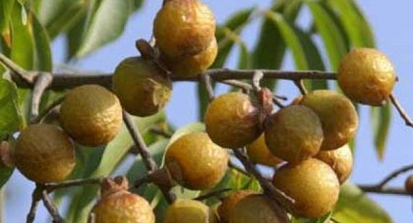 सल्यानमा रिठ्ठा खेतीः उत्पादन स्थानीय, बजार अन्तर्राष्ट्रिय