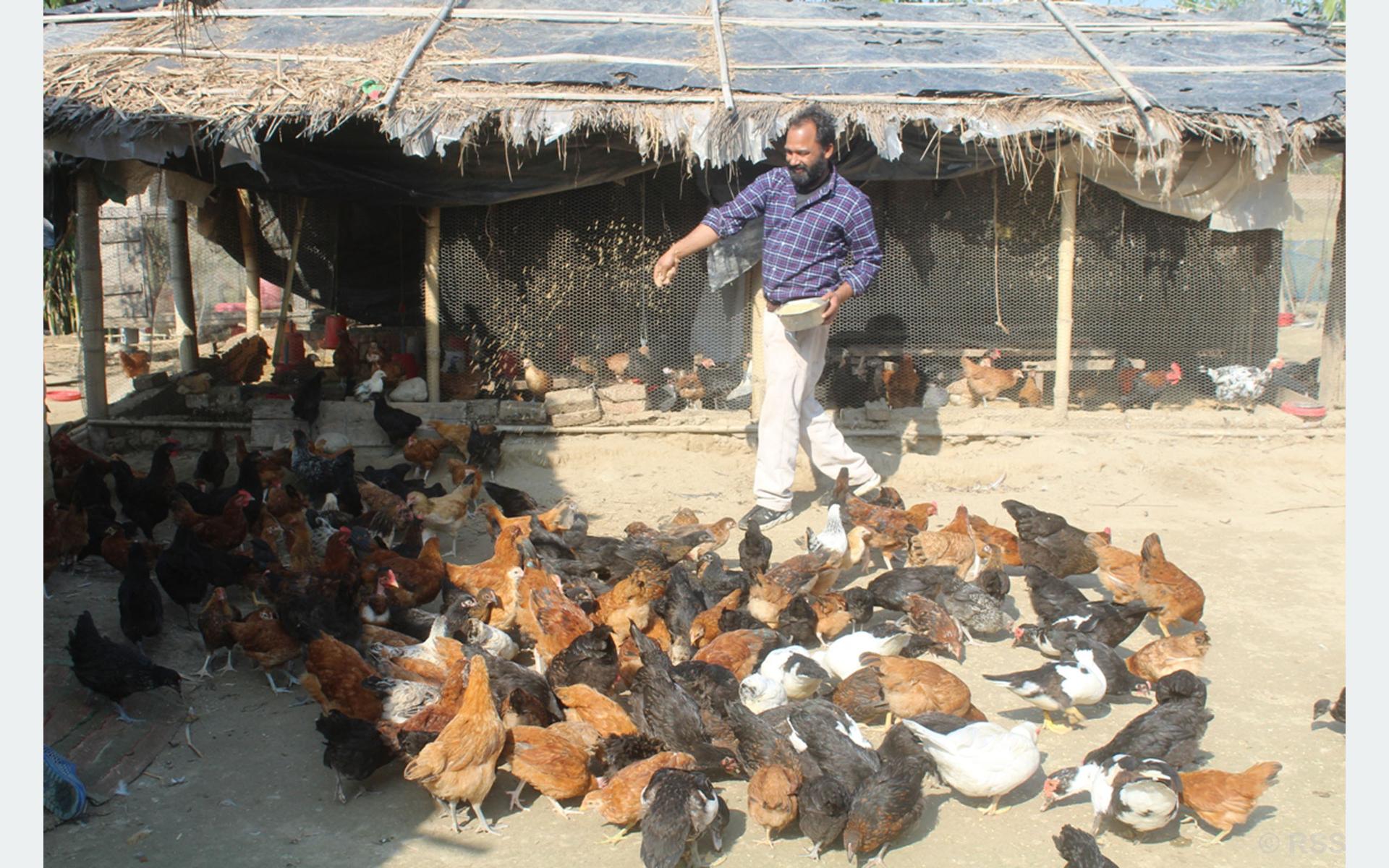स्थानीय जातका कुखुरालाई चारो हाल्दै