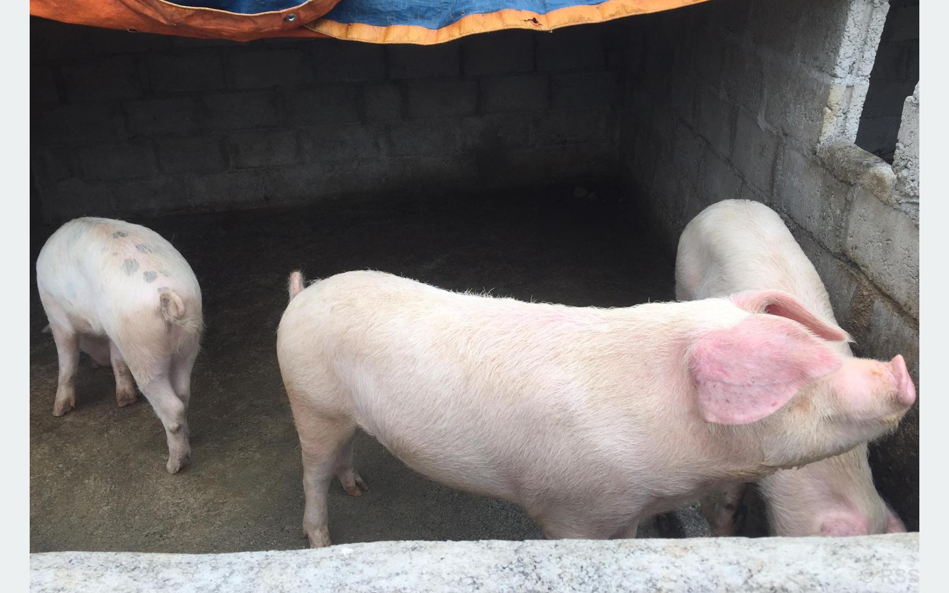 व्यावसायिक बङ्गुरपालन