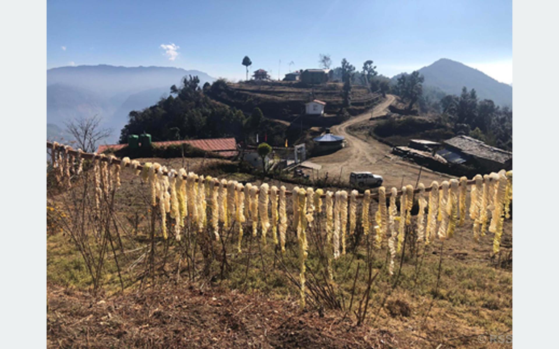 घाममा सुकाएका मुलाका धजरा