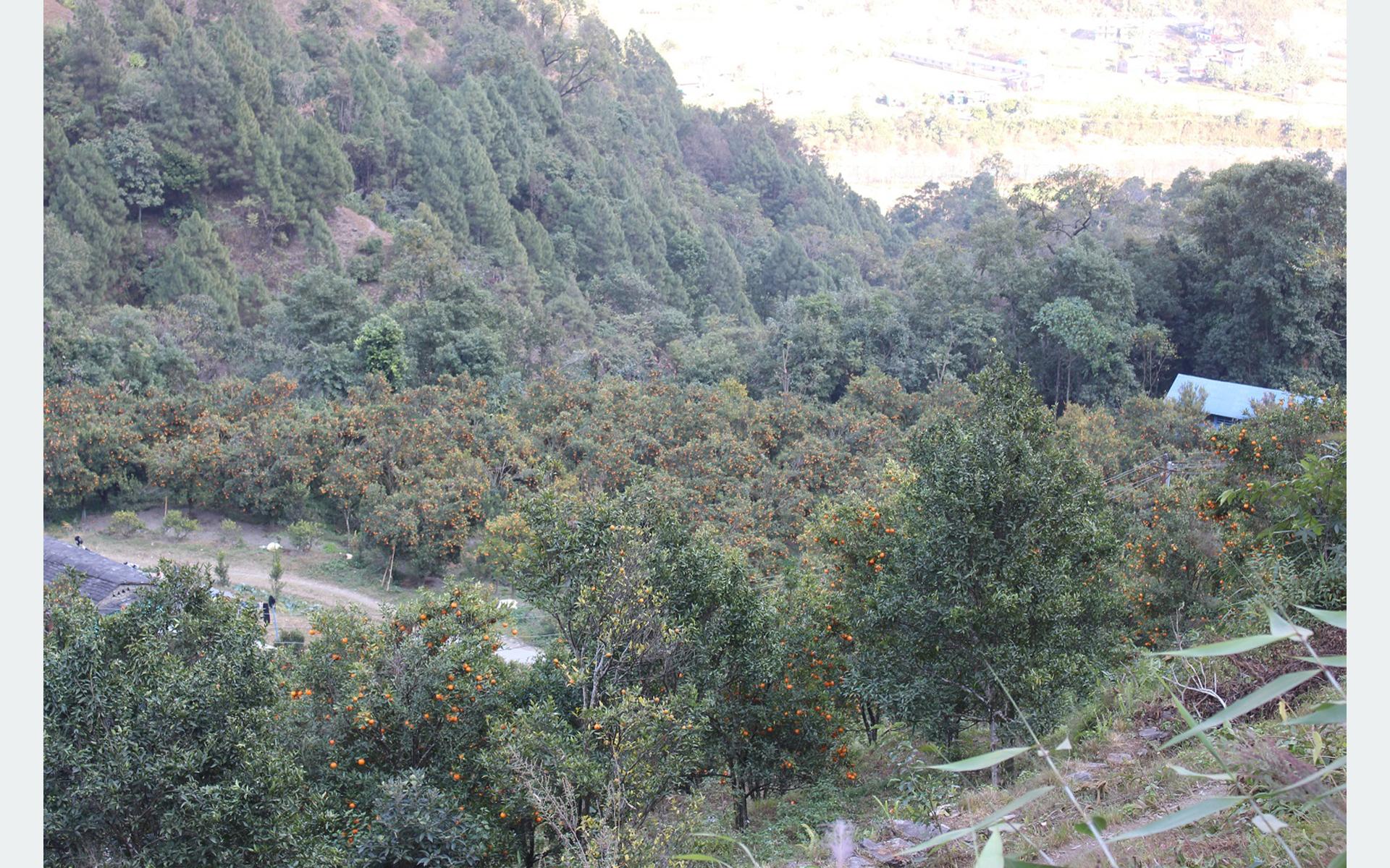 बास्कुनाको सुन्तला बगैँचा
