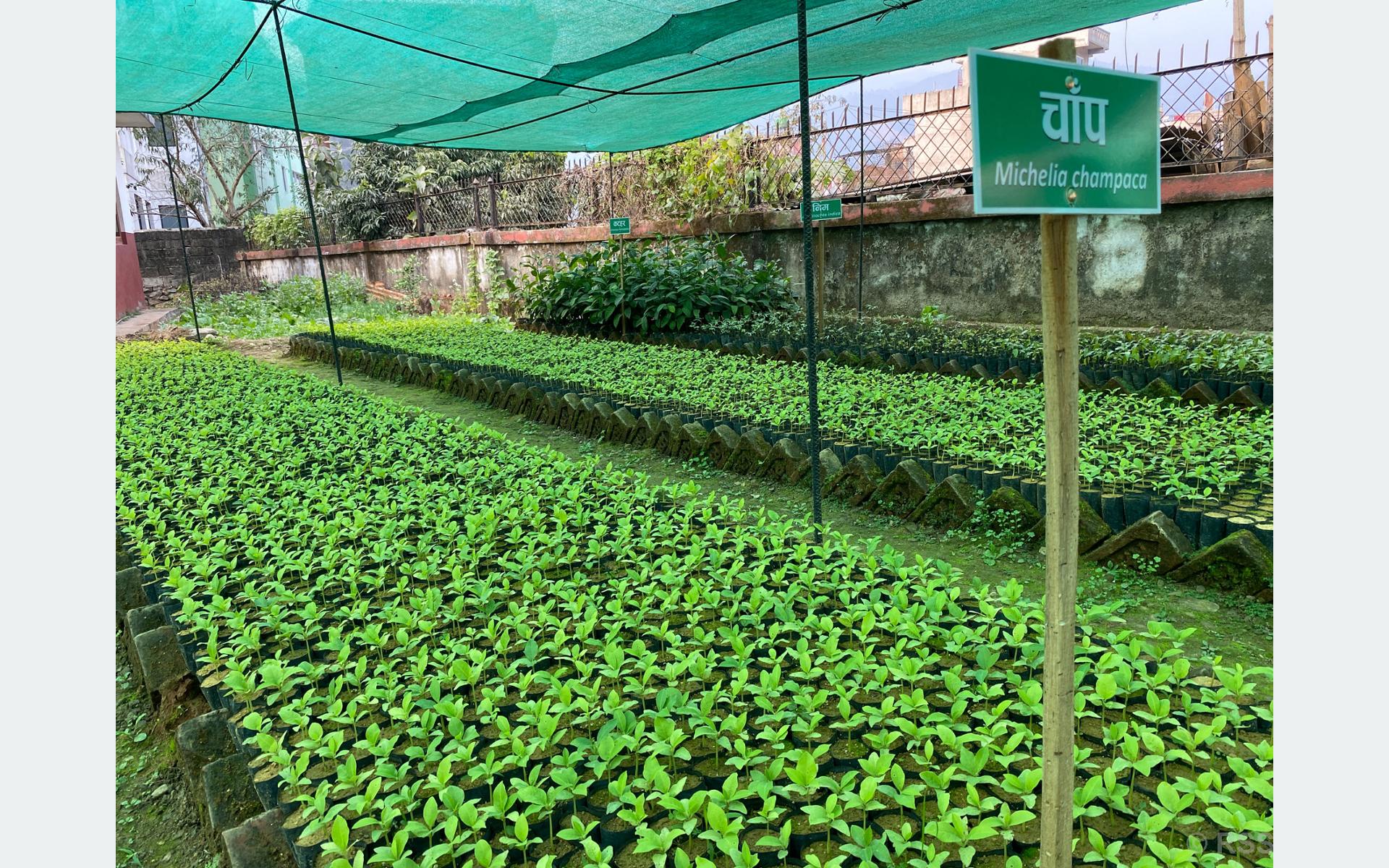 नर्सरीमा हुर्काइएको बिरुवा