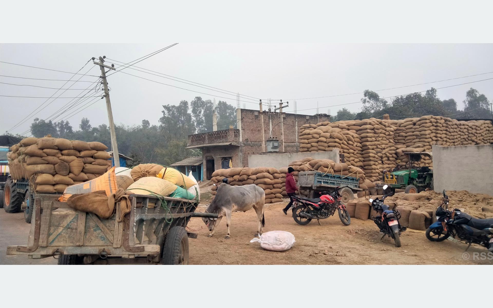 धान बेच्न चटारो