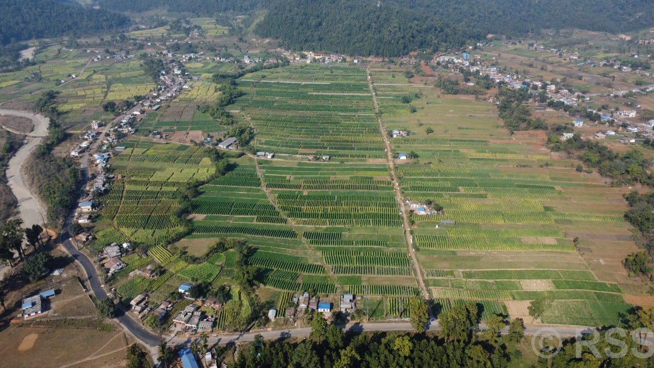 जुकेपानी गाउँमा व्यावसायिक तरकारीखेती